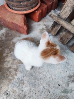 Leon - Domestic Medium Hair Cat