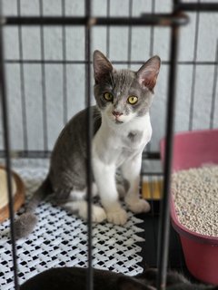 Kiki &amp; Koko - Domestic Short Hair + British Shorthair Cat