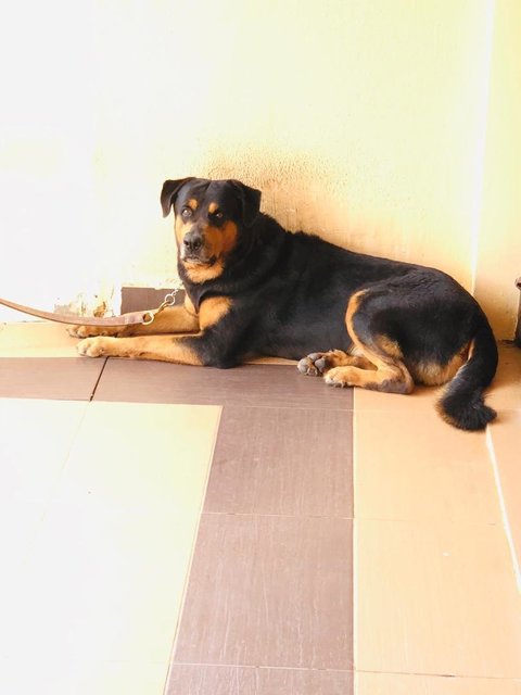 Robin - Rottweiler + German Shepherd Dog Dog