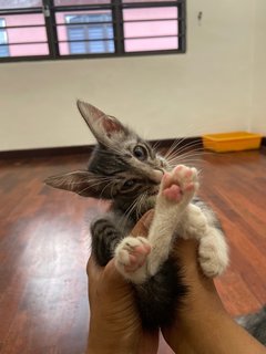 Mario Luigi Peach - Domestic Short Hair Cat