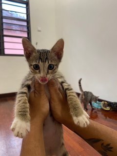 Mario Luigi Peach - Domestic Short Hair Cat