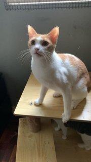 Joey - Domestic Short Hair Cat