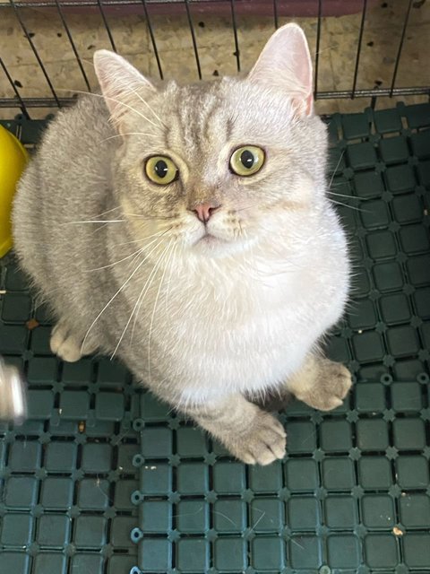 Silver  - British Shorthair Cat