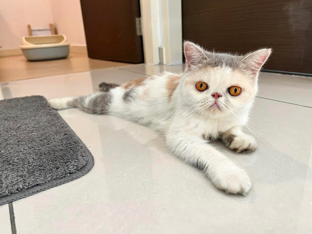 Calico  - Exotic Shorthair Cat