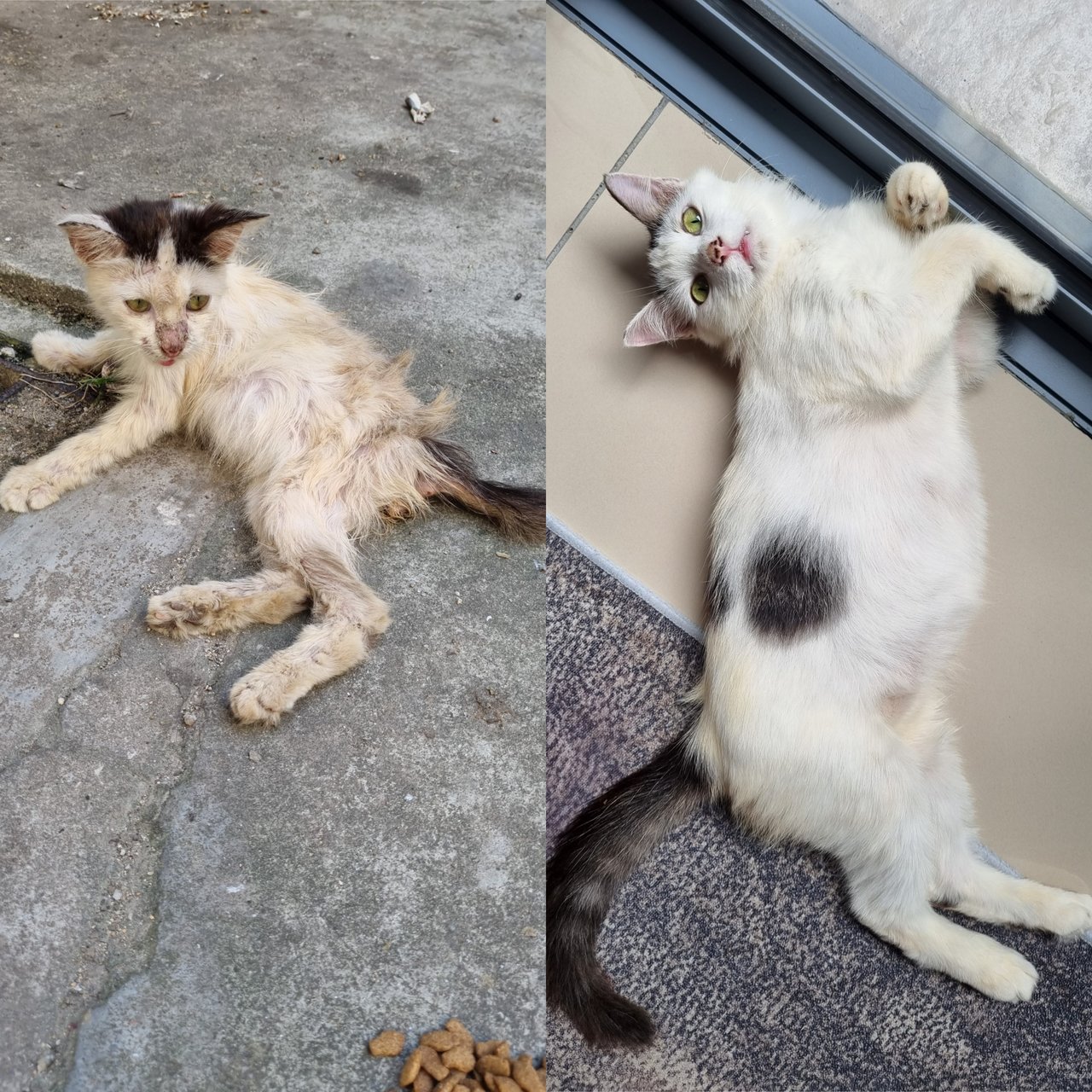 Birdie - Oriental Short Hair Cat
