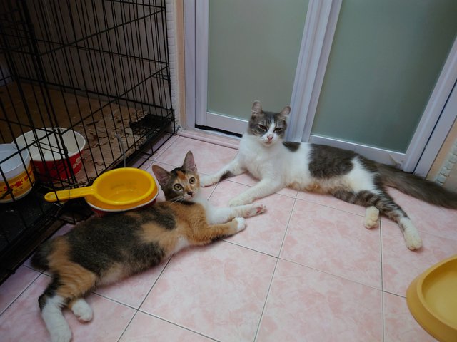 Mummy Cat &amp; Baby Cat - American Curl + Domestic Medium Hair Cat