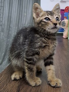 Kopi Cat - Domestic Medium Hair Cat