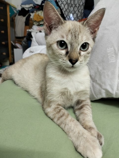 Pau - Siamese Cat