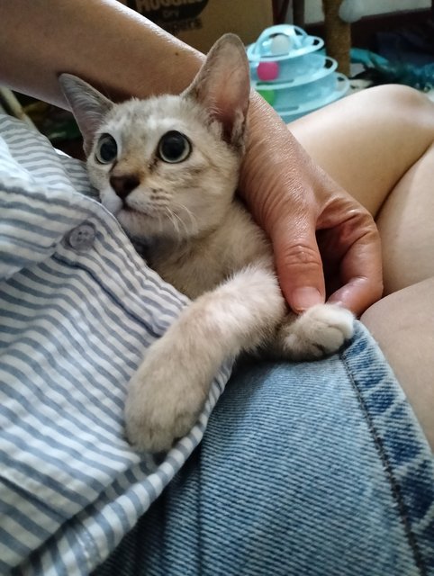 Pau - Siamese Cat