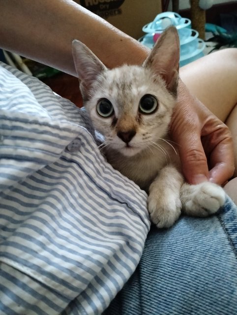 Pau - Siamese Cat