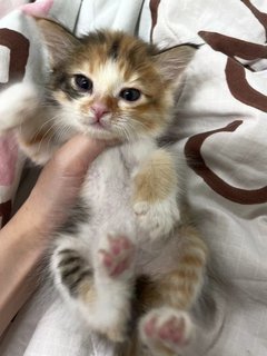 Milk - Domestic Long Hair Cat