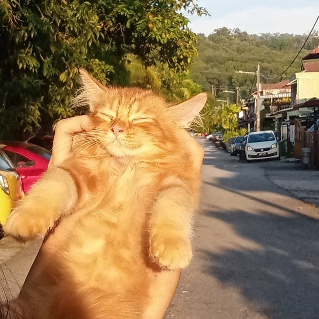 Roti - Domestic Medium Hair + Persian Cat