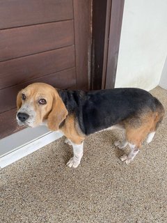 Ruby - Beagle Dog