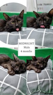 Midnight  - Domestic Medium Hair Cat