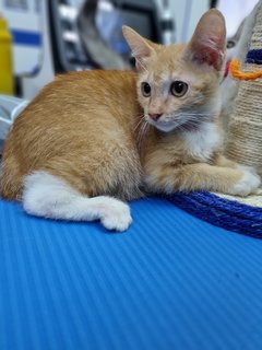 Bear &amp; Lucky - Calico + Tabby Cat