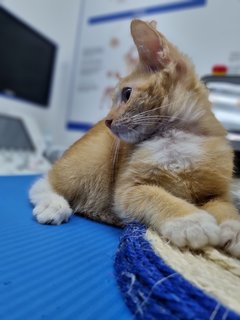 Bear &amp; Lucky - Calico + Tabby Cat