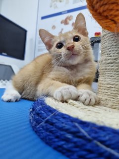 Bear &amp; Lucky - Calico + Tabby Cat