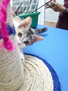 Bear &amp; Lucky - Calico + Tabby Cat