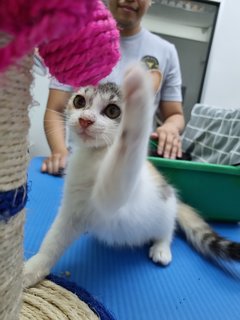 Bear &amp; Lucky - Calico + Tabby Cat