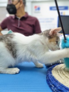 Bear &amp; Lucky - Calico + Tabby Cat