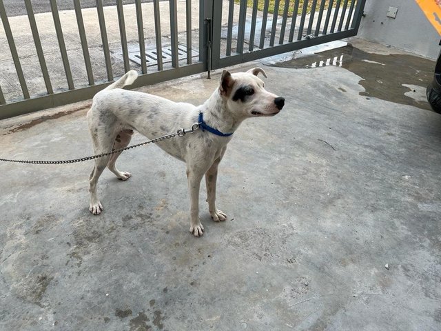 Super - Bull Terrier + Dalmatian Dog