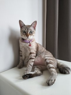 Pishi Ghol - Domestic Short Hair Cat