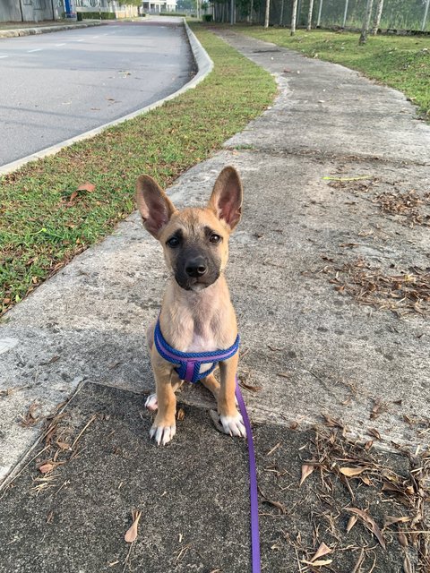 John - Mixed Breed Dog