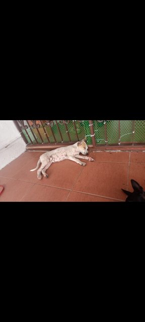 Luna And Teju - Mixed Breed Dog