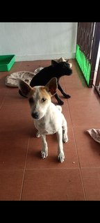 Luna And Teju - Mixed Breed Dog