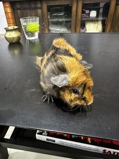 Boboi - Guinea Pig Small & Furry