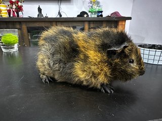 Boboi - Guinea Pig Small & Furry