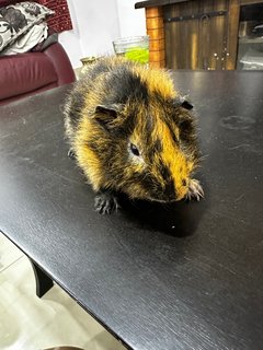 Boboi - Guinea Pig Small & Furry