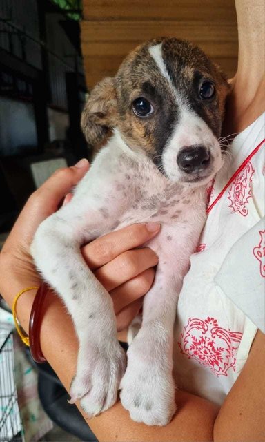 Mon - Fox Terrier Mix Dog