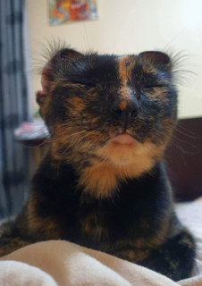 Gucci - Tortoiseshell Cat