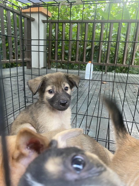 8 Puppies - Mixed Breed Dog