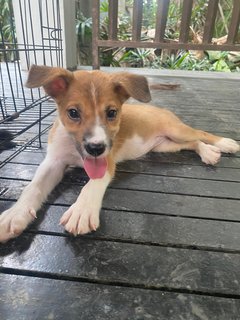 8 Puppies - Mixed Breed Dog