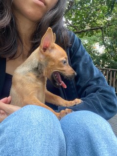 8 Puppies - Mixed Breed Dog