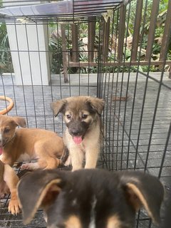 8 Puppies - Mixed Breed Dog