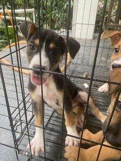 8 Puppies - Mixed Breed Dog