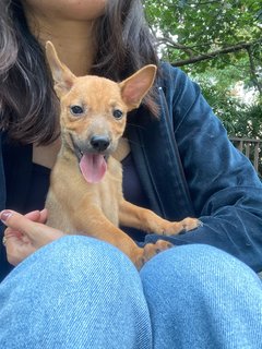 8 Puppies - Mixed Breed Dog