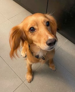 May - Cocker Spaniel Dog