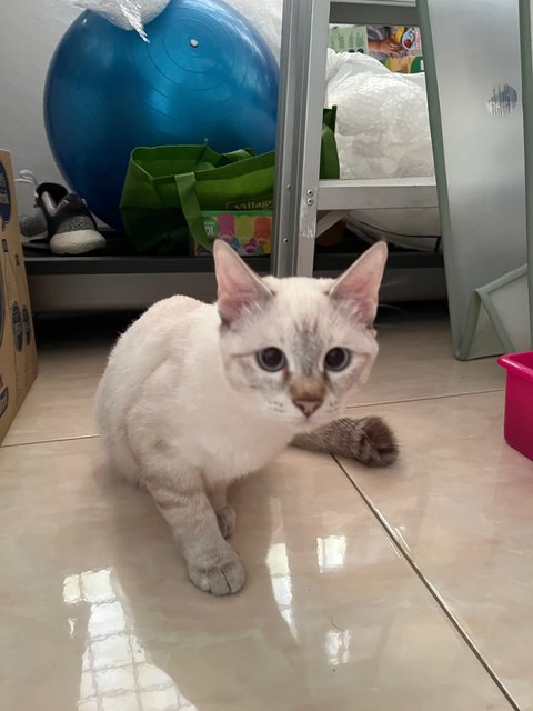 Luna - Domestic Short Hair Cat