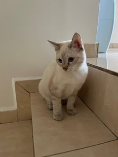 Luna - Domestic Short Hair Cat