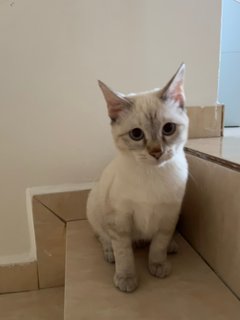 Luna - Domestic Short Hair Cat