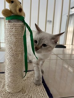 Luna - Domestic Short Hair Cat