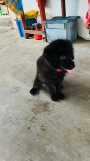 Lucky  - Mixed Breed Dog