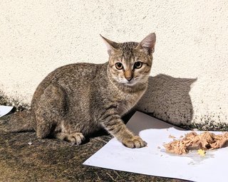 Onyx: I Purrrr Like A Ferrari! - Domestic Short Hair Cat