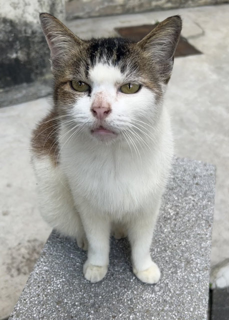 Louisa - Domestic Medium Hair Cat