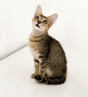 Snapdragon (Snappy D) - Domestic Short Hair Cat