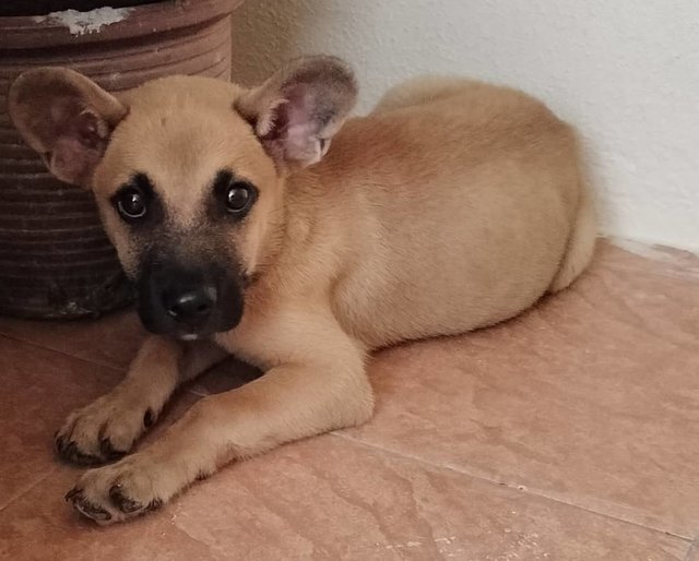 Rott - Mixed Breed Dog